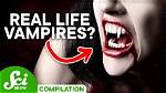 Does Vampire Really Exist?