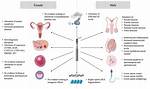 Does Vaping Affect Sperm Taste?