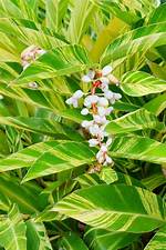 Does Variegated Ginger Flower?