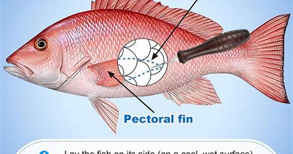 Does Venting Fish Work?
