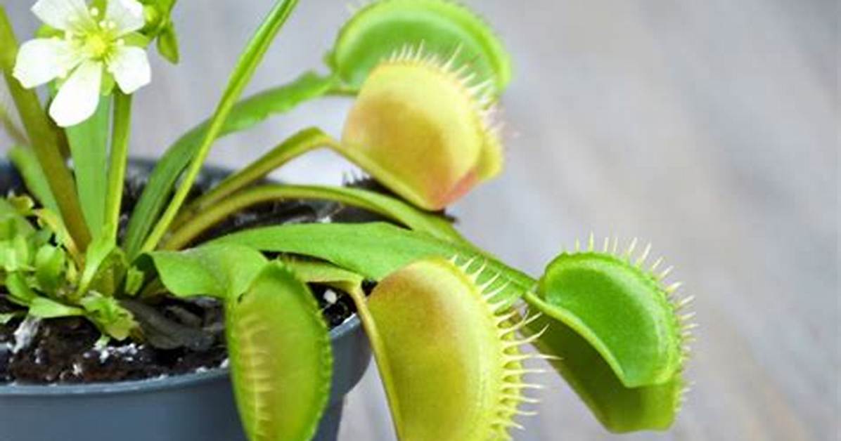 Does Venus Flytrap Flower?