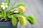 Does Venus Flytrap Flower?