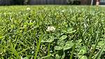 Does Verdone Kill Clover?