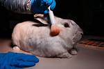 Does Verso Test on Animals?