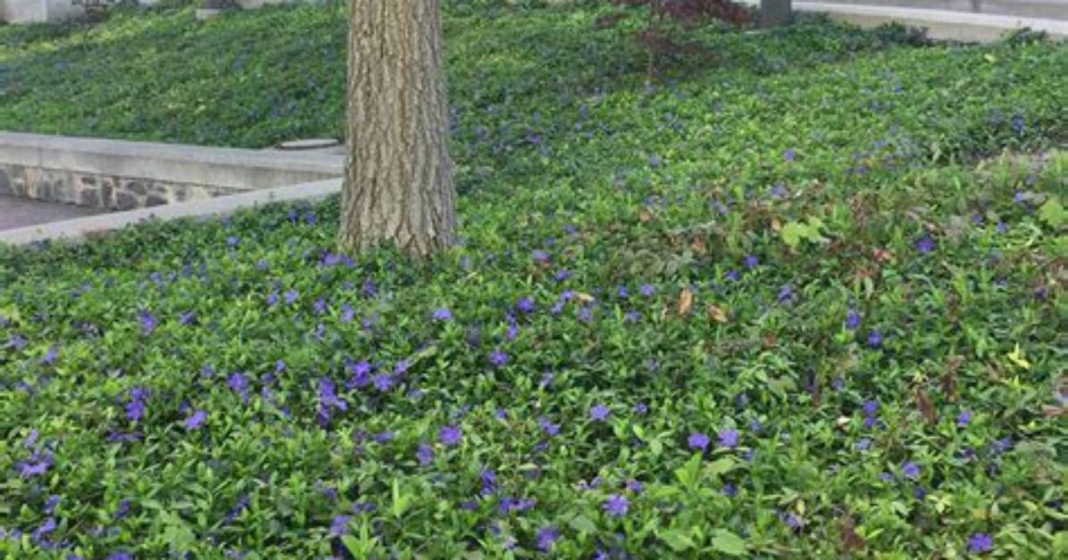 Does Vinca Minor Spread?
