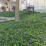 Does Vinca Minor Spread?