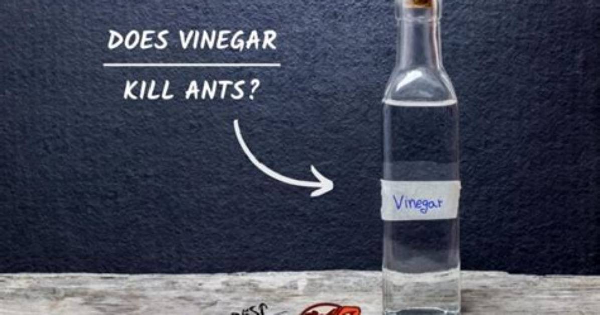 Does Vinegar Kill Ants?