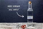 Does Vinegar Kill Ants?