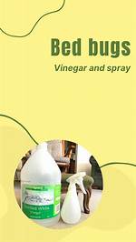 Does Vinegar Kill Bed Bugs