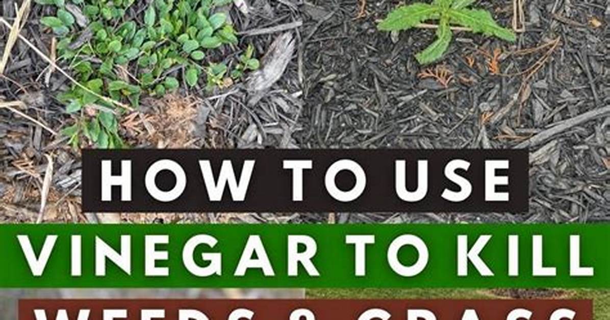 Does Vinegar Kill Dodder?