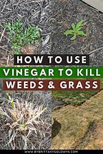 Does Vinegar Kill Dodder?
