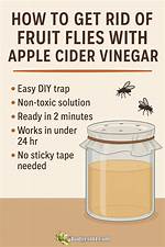 Does Vinegar Kill Flies
