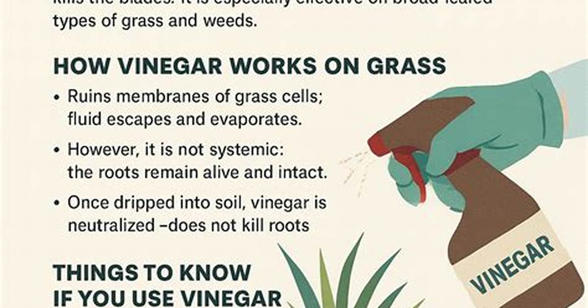 Does Vinegar Kill Grass