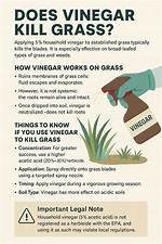 Does Vinegar Kill Grass