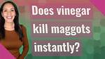 Does Vinegar Kill Maggots