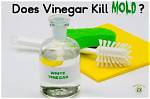 Does Vinegar Kill Mold?