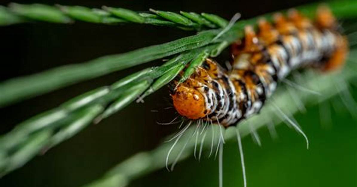 Does Vinegar Kill Moth Larvae?