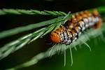 Does Vinegar Kill Moth Larvae?