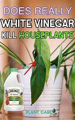 Does Vinegar Kill Plants
