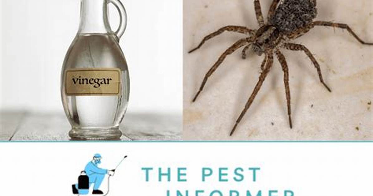 Does Vinegar Kill Spiders