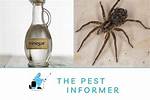 Does Vinegar Kill Spiders