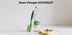 Does Vinegar Kill Warts?
