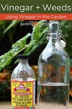 Does Vinegar Really Kill Weeds?