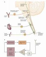 Does Vision Use Chemoreceptors?