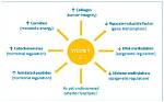 Does Vitamin C Affect Coagulation?