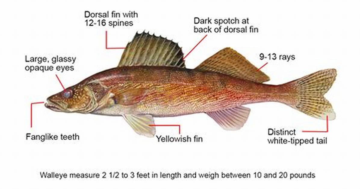 Does Walleye Have Bones?