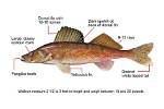 Does Walleye Have Bones?