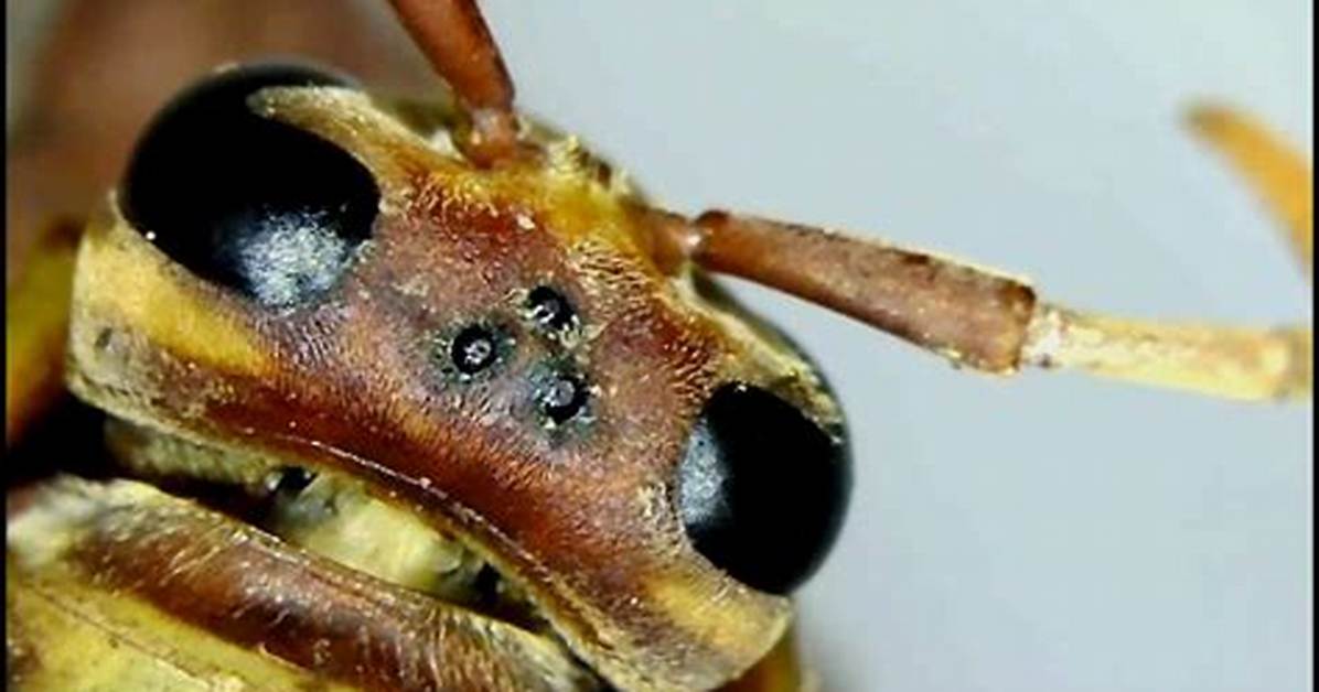 Does Wasp Have Ocelli?