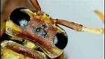 Does Wasp Have Ocelli?