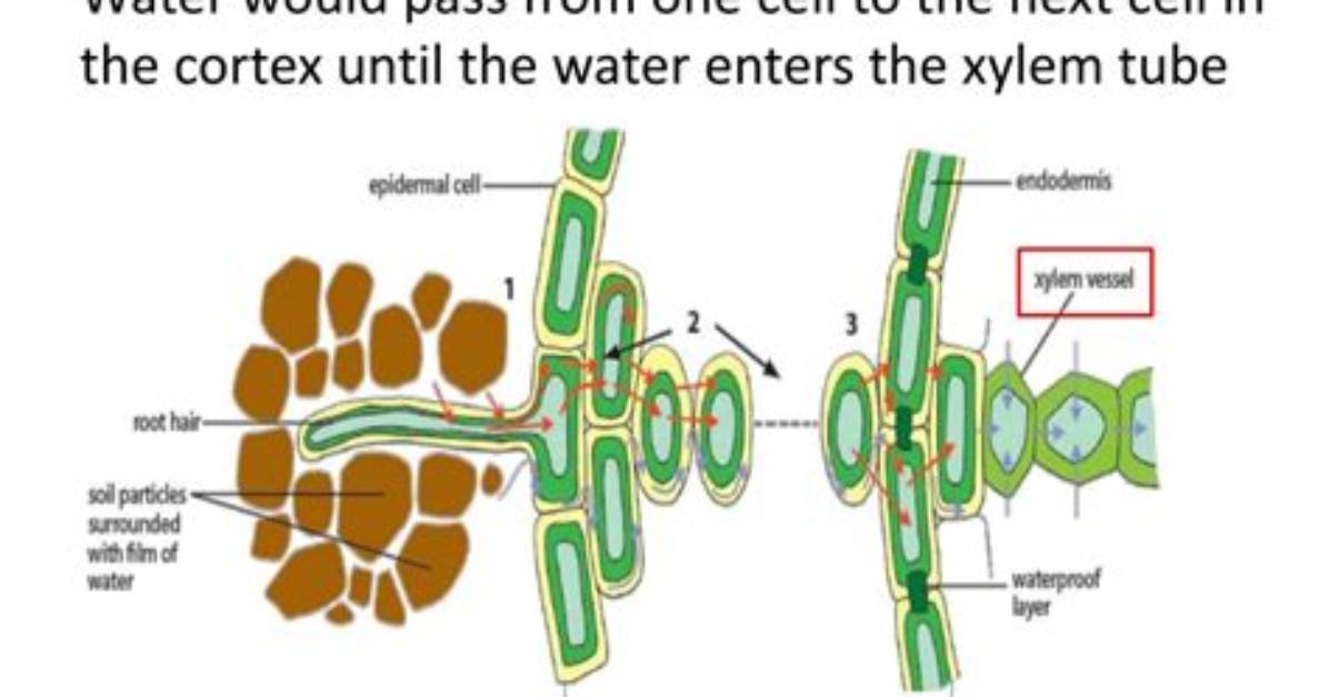 Does Water Enter Xylem?
