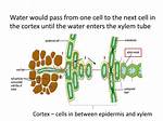 Does Water Enter Xylem?