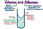 Does Water Have Adhesion?