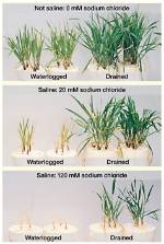 Does Waterlogging Increase Soil Salinity?