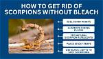 Does Wd40 Kill Scorpions