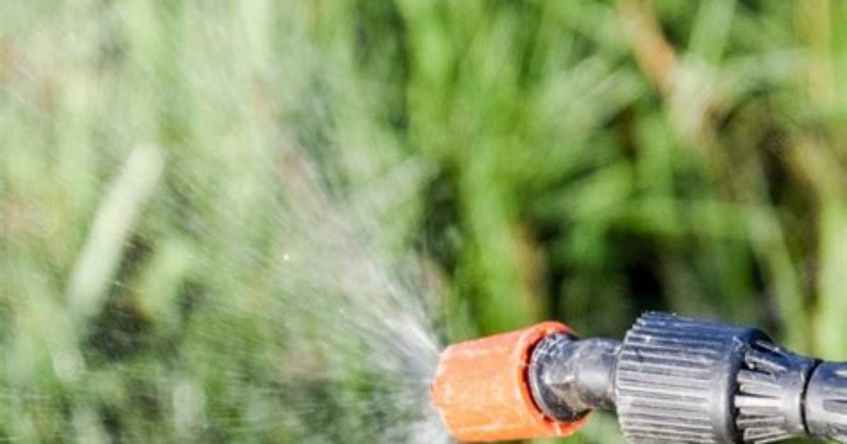 Does Weed Killer Kill Hedges?