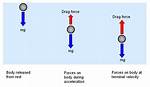 Does Weight Affect Falling Speed?