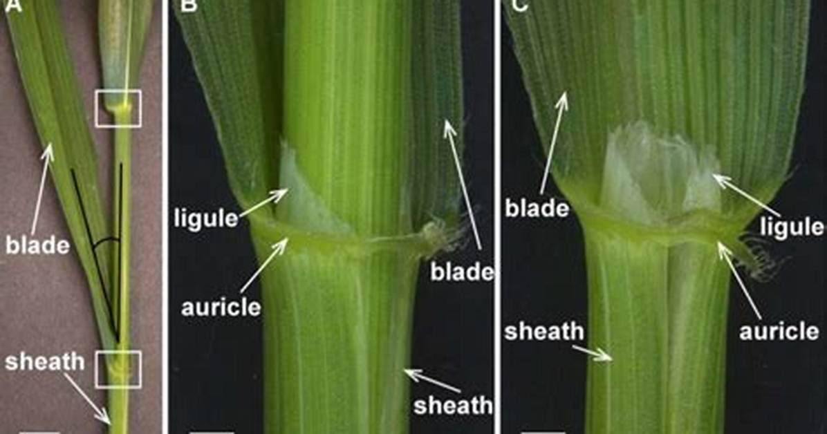 Does Wheat Have Auricles?
