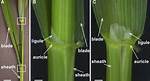 Does Wheat Have Auricles?
