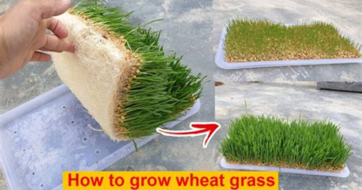 Does Wheatgrass Grow Back? | Contextresponse. Com