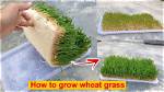 Does Wheatgrass Grow Back? | Contextresponse. Com