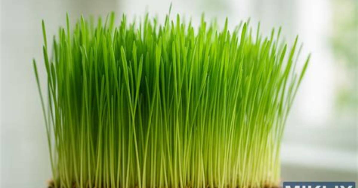Does Wheatgrass Need Light? | Contextresponse. Com