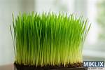Does Wheatgrass Need Light? | Contextresponse. Com