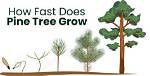 Does White Pine Grow Fast