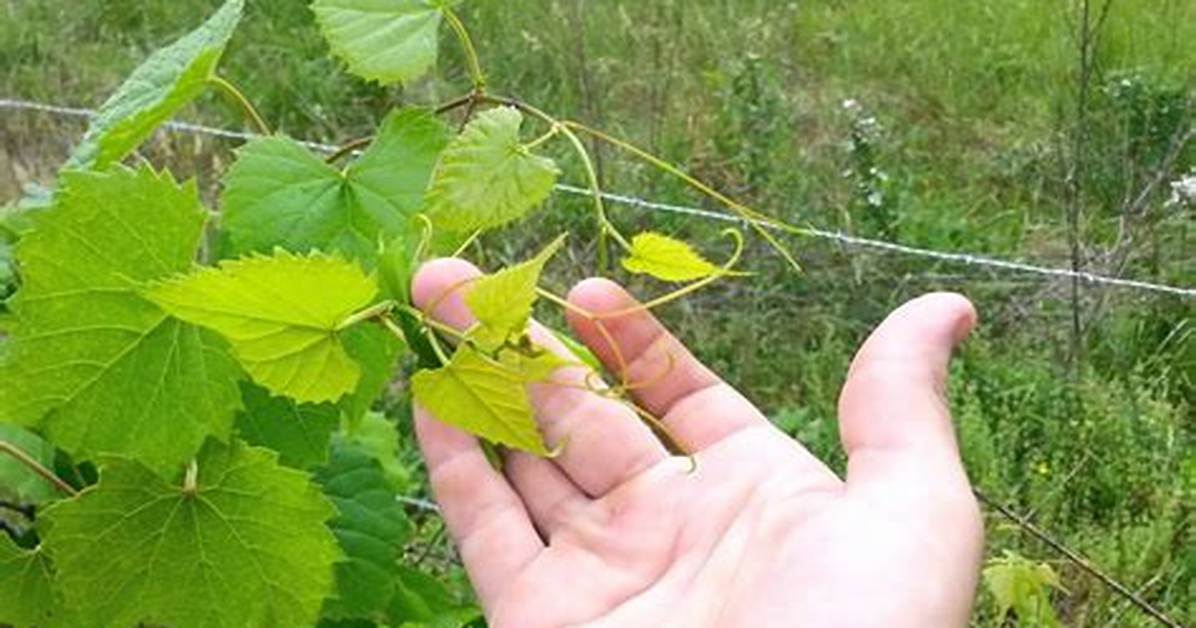 Does Wild Grape Vine Kill Trees?