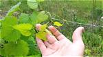 Does Wild Grape Vine Kill Trees?