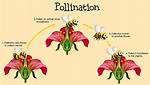 Does Wind Pollination Work?